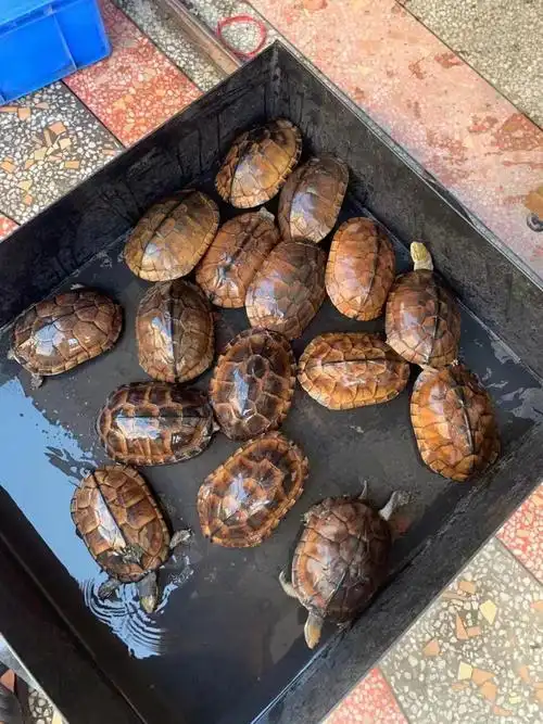 金钱龟活龟石金钱龟纯种南石龟活体宠物观赏小乌龟活物