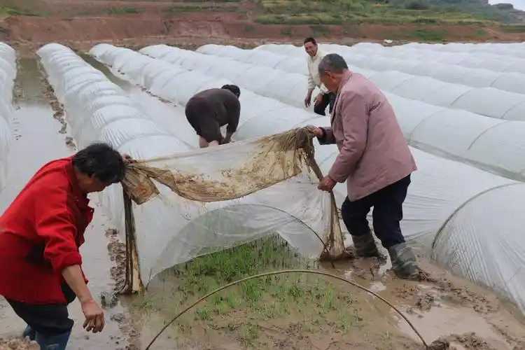 2000多亩水稻田,大户为啥抢着种?——重庆农业大区的春耕新事_流转