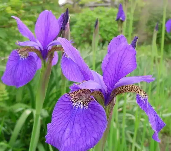 大量供应西伯利亚鸢尾水生植物水生鸢尾鸢尾小苗鸢尾绿化园林小苗