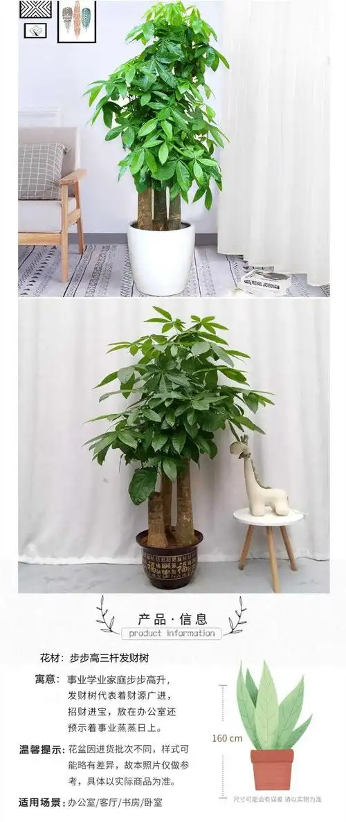 【步步高发财树】【发财树】开业乔迁新装修房间绿植金钱树蝴蝶兰