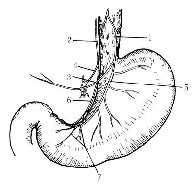胃的外科解剖学