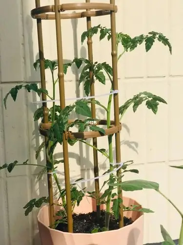 架子搭好了,97野蛮生长吧嘻嘻