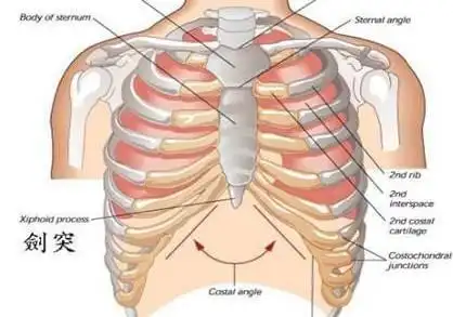 剑突位于胸骨体的下端,上端与胸骨体相连,下端游离,约平对第九胸椎.
