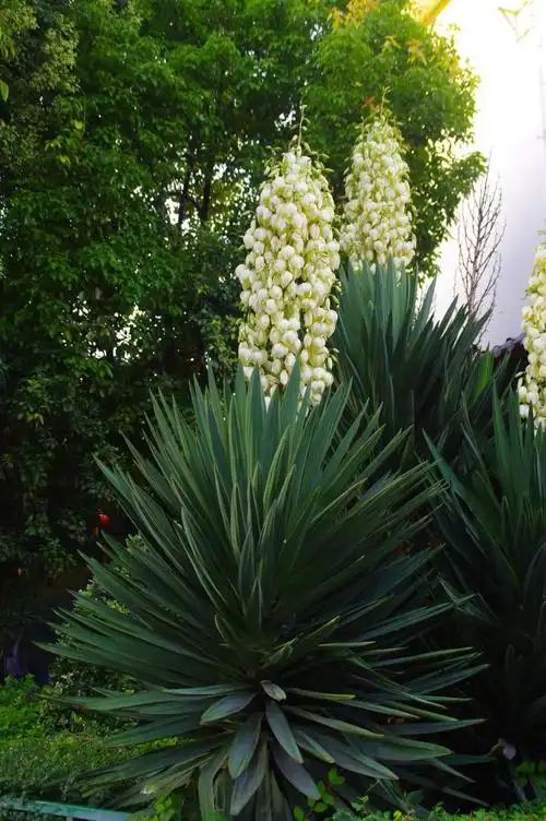 山野寻奇——凤尾兰