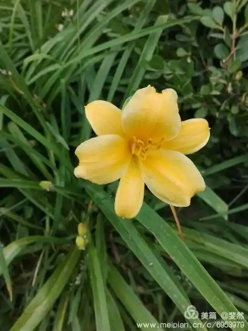 一个早晨 忽然草香没了踪影 独自,坐在山坡 千呼