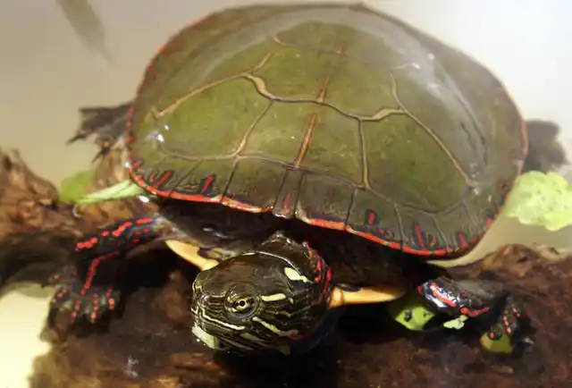 西锦龟怎么养才会更红?养西锦龟需要注意什么呢?