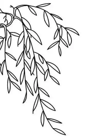 柳条简笔画 柳条简笔画简单又好看 - 水彩迷