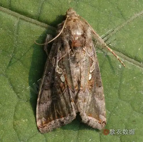 [图1]银纹夜蛾——成虫