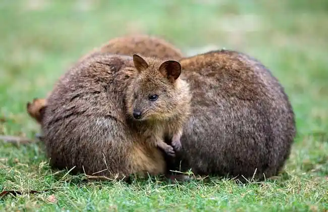 短尾矮袋鼠是什么动物?