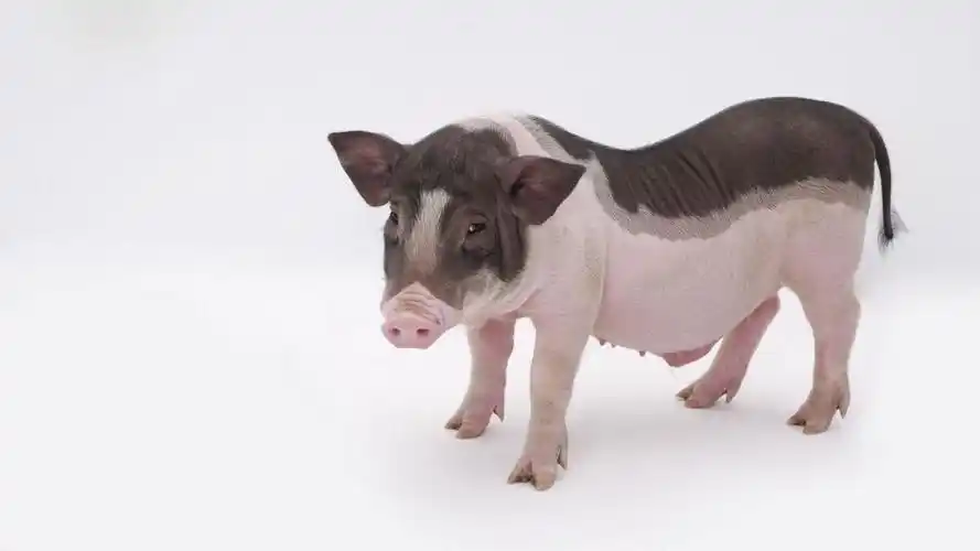 可爱小猪图片壁纸