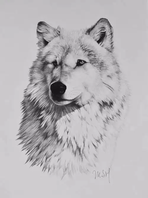 狼头素描图片大全