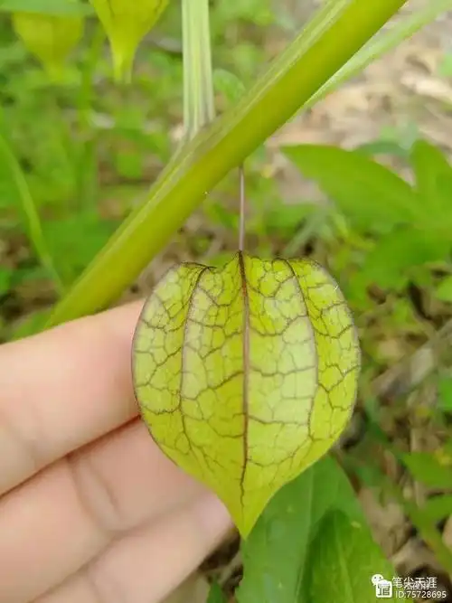 掌勺女子捞不起远去的笛声