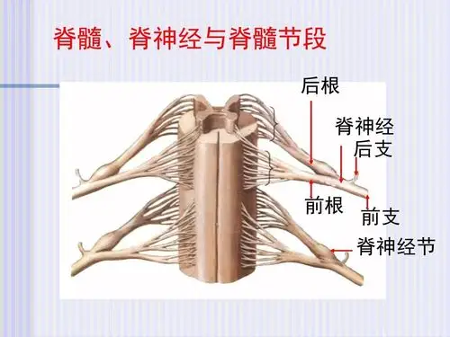 脊柱脊髓解剖图