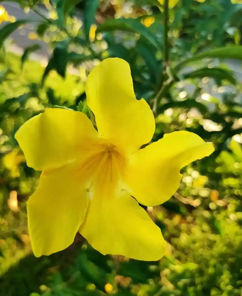 黄蝉:夹竹桃科,别称为硬枝黄蝉,夹竹桃叶黄蝉,小花黄蝉, - 抖音