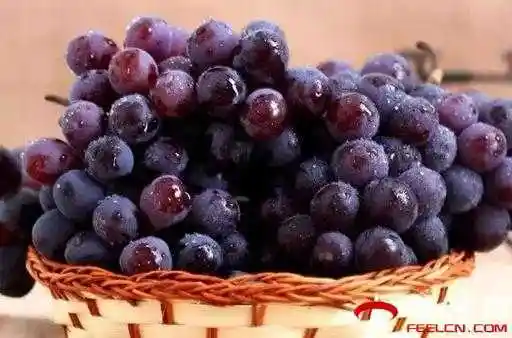 玫瑰香葡萄是转基因的吗玫瑰香葡萄产地是哪里