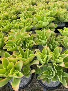 柠檬卷老桩多肉云南精品多肉大颗基地直发稀有老桩植物楼顶露养