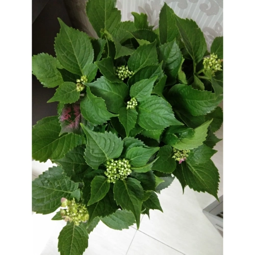 > 云南白药牙膏180g留兰香型 缓解口腔问题商品评价 > 口气清新.