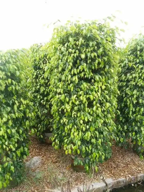 湖南6公分花叶垂叶榕哪里的便宜垂叶榕柱盆栽主产地