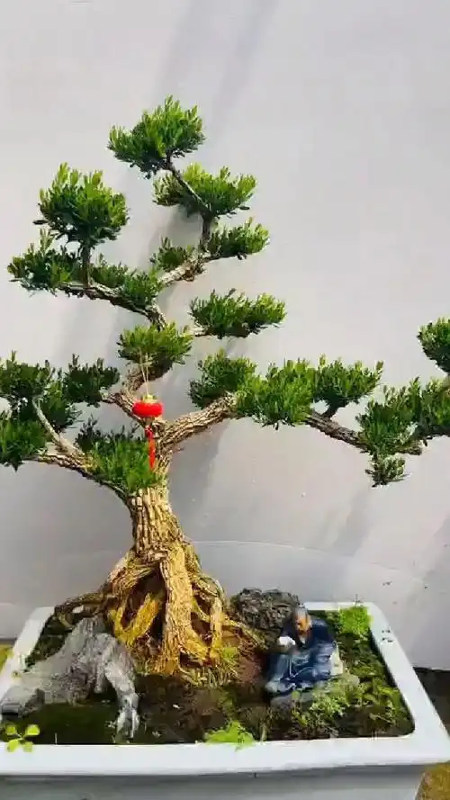 分享一棵精品雀舌黄杨盆景