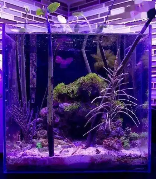 快进来膜拜海缸大佬红树林造景的故事