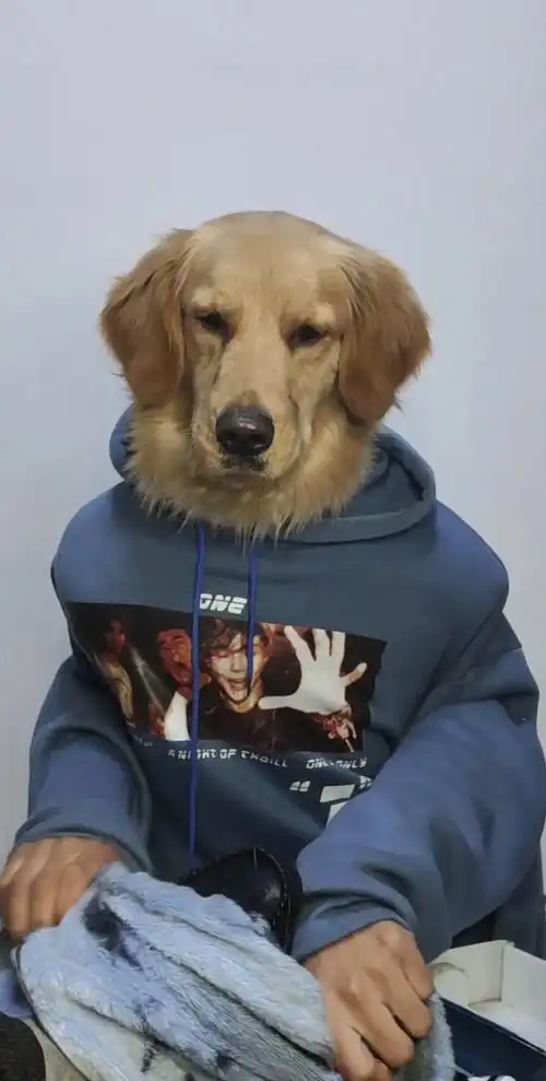 狗头人身的金毛狗!狗头先生布丁,真有才!