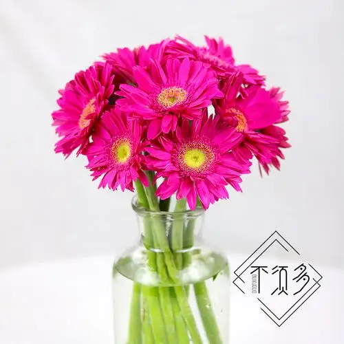 非洲菊扶郎拉丝多色太阳花鲜花昆明云南空运直发鲜花速递同城