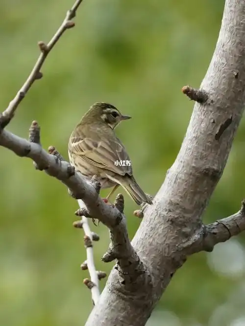 南汇拍鸟|树鷚,和麻雀还真挺像
