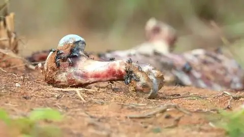 绿瓶苍蝇吃腐肉