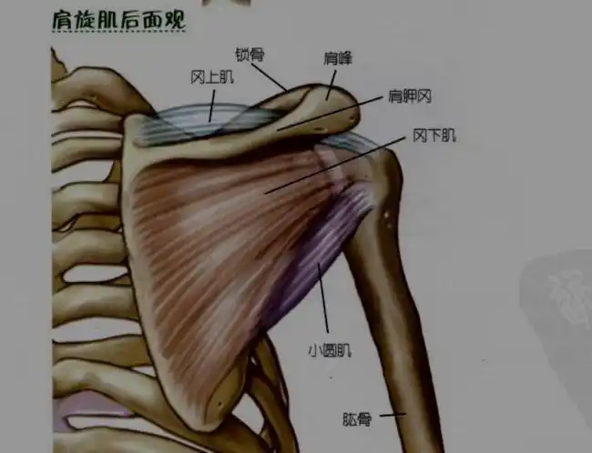 (肩伸)三角肌侧部附在肩峰上,使手臂向外侧展(肩外展)肩部三角肌包括