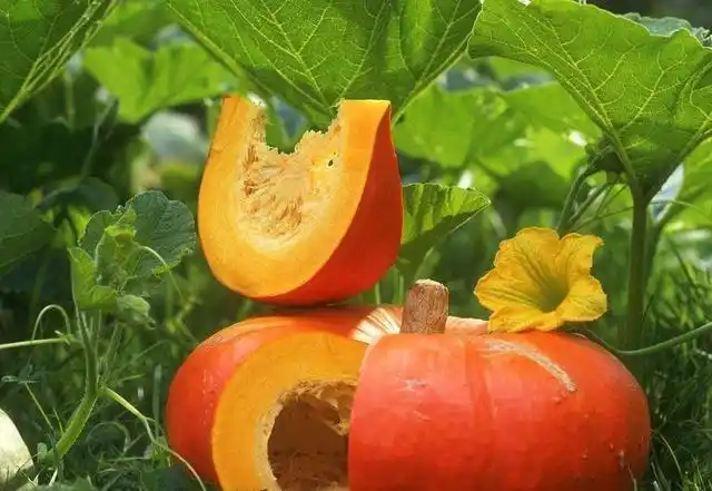 掌握葫芦科蔬菜栽植提高果实产量的方法:合理施肥与浇灌