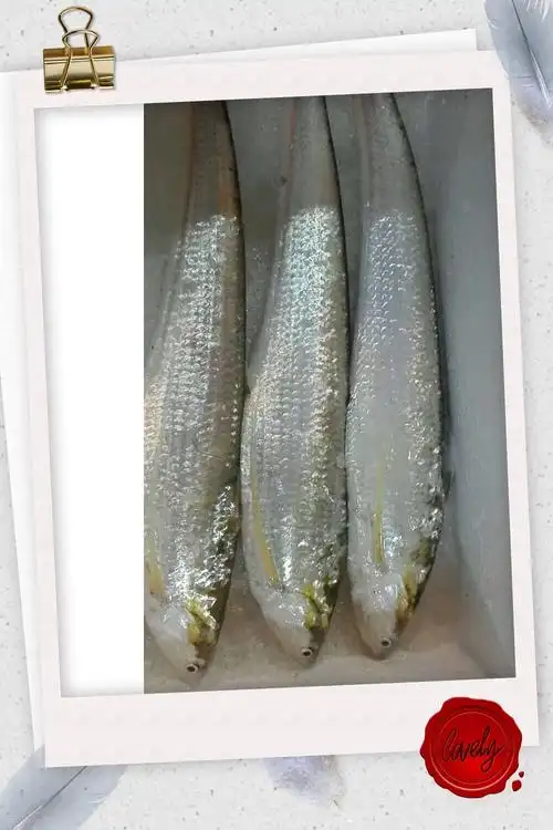 刀鱼 长江第一鲜