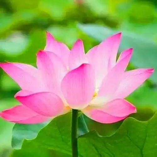 佛系唯美头像图片 高清好看能做微信头像的禅意图片_微信头像_头像屋