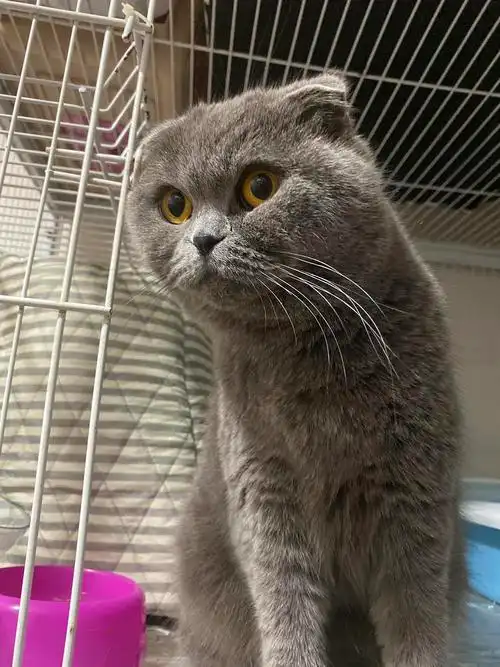 2岁英短蓝猫母的未绝育近期要搬家没法带走找新家