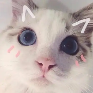 全新猫咪头像可爱高清全集 大白天搞笑幽默夜里抑郁症