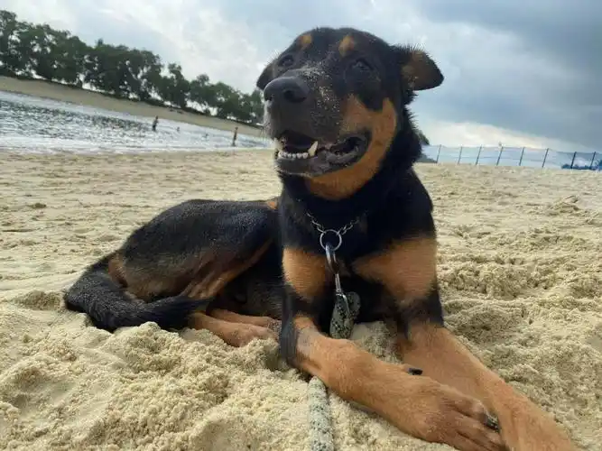 sinbadislookingforanewhome