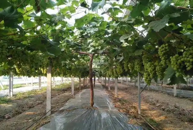 葡萄葡萄各种架型介绍手绘版