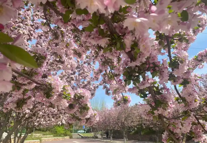 我宣布最喜欢的花为西府海棠
