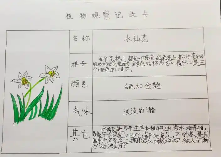 水仙花成长之三部曲----大洋路小学306班武艺