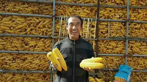 双国审玉米新品种 翔玉998 河北省全面招商