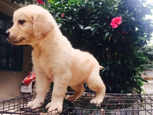 【单血统】小金毛出售