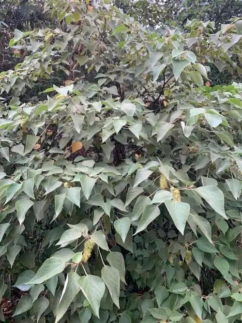 江西孔目江国家湿地公园:白背叶