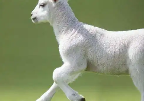 羊的脚印像什么优质