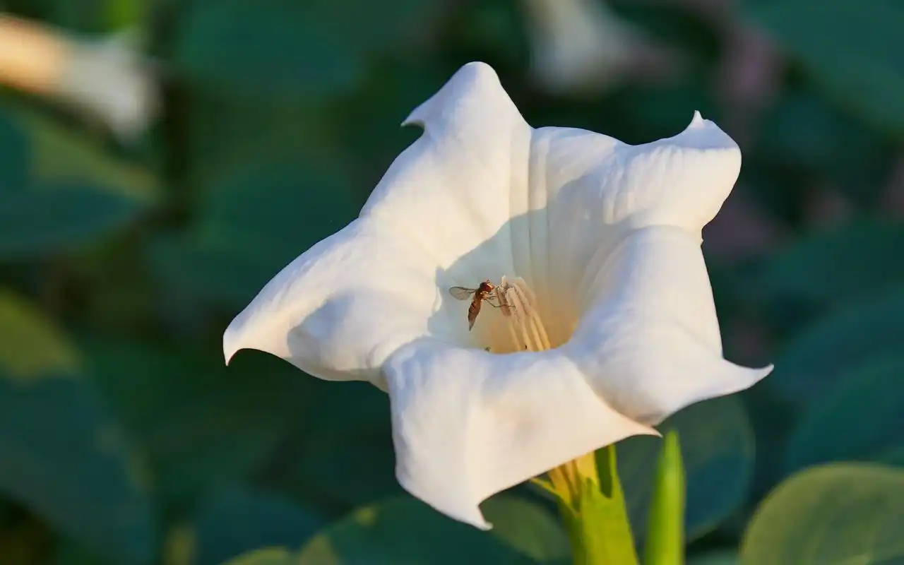 白色曼陀罗高清宽屏电脑桌面主题壁纸图片下载
