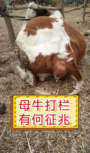母牛打栏征兆