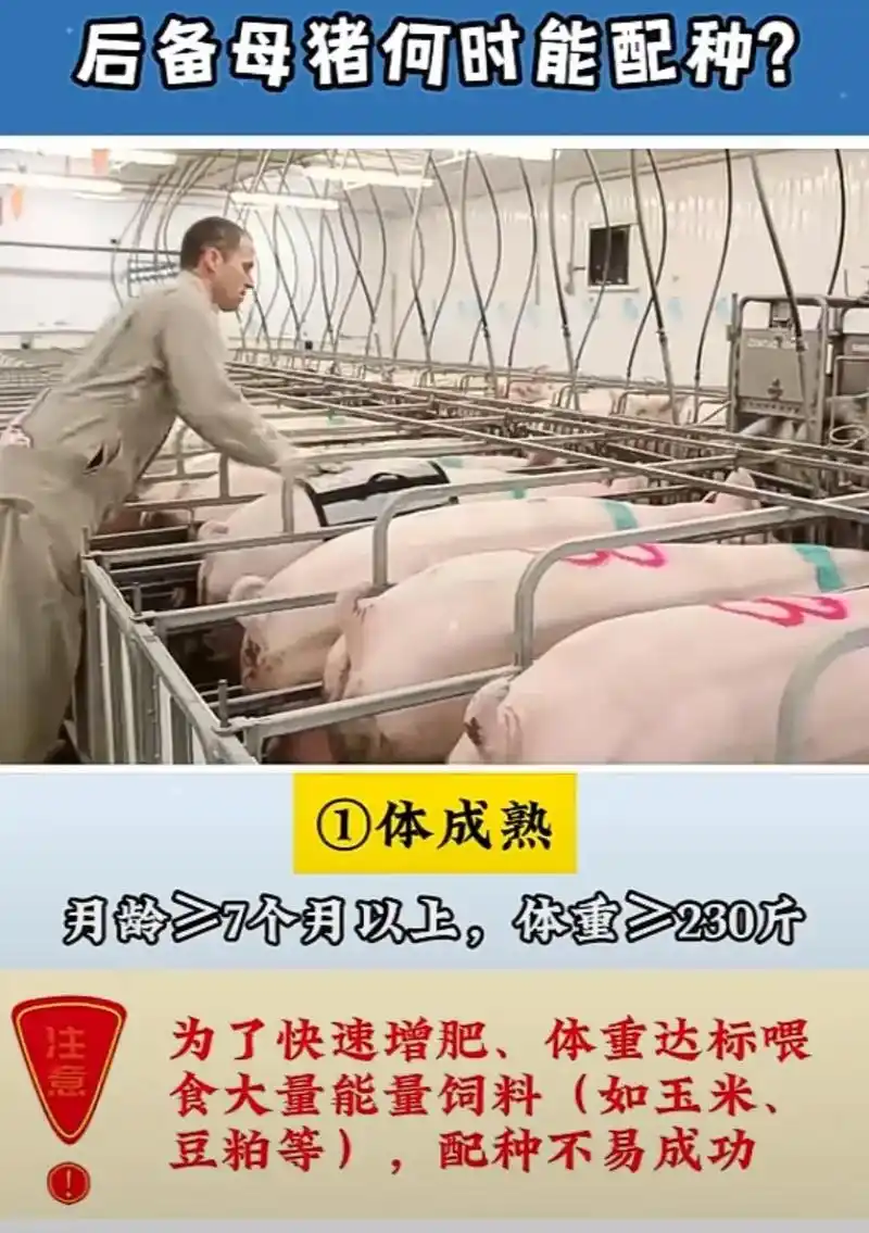 后备母猪才能配种! - 抖音