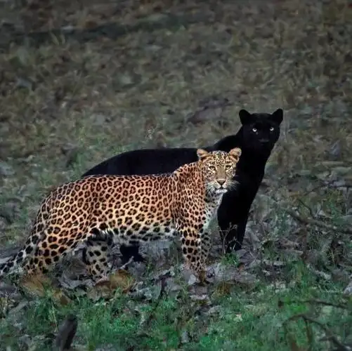 豹子是豹属的四只"大型猫科动物"之一.
