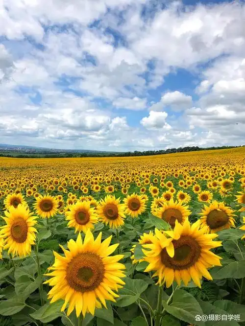 你是否曾经遇到过拍摄向日葵时效果不尽如人意的情况?