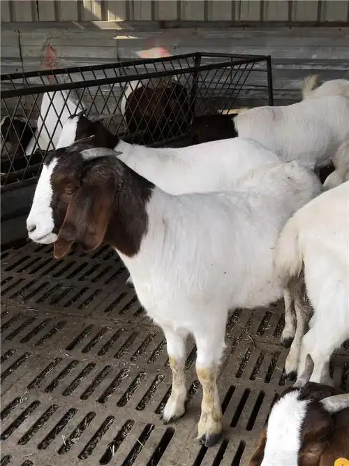 奎屯波尔山羊青年羊波尔山羊大型养殖繁育基地