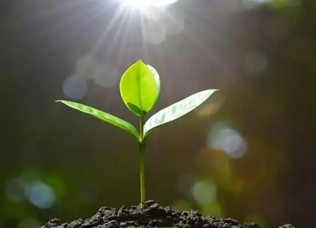 逆转是光合作用,另外正常情况下,植物的叶片白天在阳光下释放的氧气