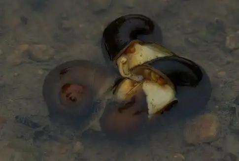 福寿螺和田螺的区别分辨新手必知5种分辨方法